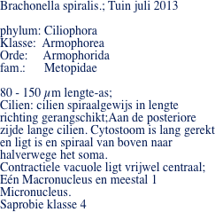 Brachonella spiralis.; Tuin juli 2013