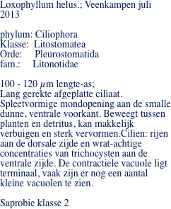 Loxophyllum helus.; Veenkampen juli 2013