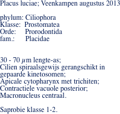 Placus luciae; Veenkampen augustus 2013