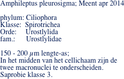 Amphileptus pleurosigma; Meent apr 2014