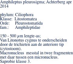 Amphileptus pleurosigma; Achterberg apr 2014