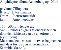 Amphileptus filum; Achterberg apr 2014