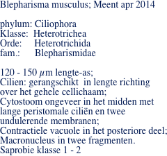 Blepharisma musculus; Meent apr 2014
