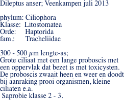 Dileptus anser; Veenkampen juli 2013