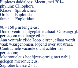 Euplotes daidaleos; Meent, mei 2014