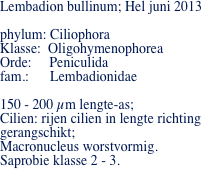 Lembadion bullinum; Hel juni 2013