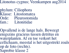 Litonotus cygnus; Veenkampen aug2014