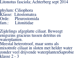 Litonotus fasciola; Achterberg sept 2014