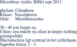 Microthrax viridis; BlHel sept 2013