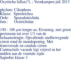 Oxytricha fallax(?)..; Veenkampen juli 2013