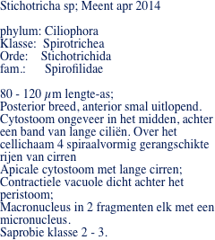 Stichotricha sp; Meent apr 2014