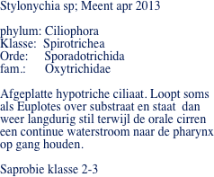 Stylonychia sp; Meent apr 2013