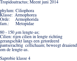 Tropidoatractus; Meent juni 2014
