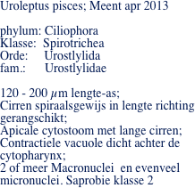 Uroleptus pisces; Meent apr 2013