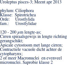 Uroleptus pisces-3; Meent apr 2013